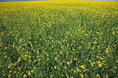 T2将在本财年发布两款发过的游戏 有《大镖客RE》？